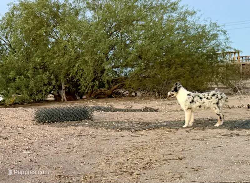 Tommy – Australian Shepherd puppy for sale in Tonopah, AZ