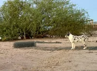 Tommy, a male Australian Shepherd for sale in Tonopah, AZ – 1 of 3