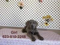 Bella, a female Cane Corso for sale in Tonopah, AZ – Photo 1 of 2