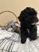 Bon Bon, a male Poochon for sale in Tonopah, AZ – Photo 1 of 3