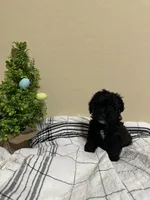 Bon Bon, a male Poochon for sale in Tonopah, AZ – Photo 3 of 3