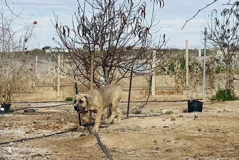 Mia, a female Cane Corso for sale in Tonopah, AZ – Photo 1 of 3