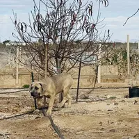 Mia, a female Cane Corso for sale in Tonopah, AZ – Photo 1 of 3