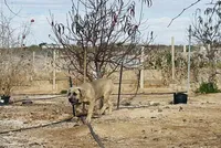 Mia, a female Cane Corso for sale in Tonopah, AZ – Photo 1 of 3