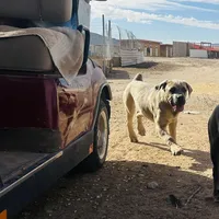 Mia, a female Cane Corso for sale in Tonopah, AZ – Photo 2 of 3