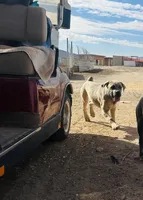 Mia, a female Cane Corso for sale in Tonopah, AZ – Photo 2 of 3