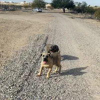 Mia, a female Cane Corso for sale in Tonopah, AZ – Photo 3 of 3