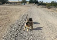 Mia, a female Cane Corso for sale in Tonopah, AZ – Photo 3 of 3