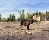 Cindy , a female Cane Corso for sale in Tonopah, AZ – 4 of 5