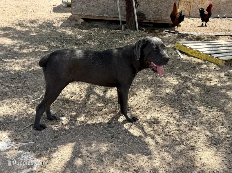 Cindy – Cane Corso puppy for sale in Tonopah, AZ