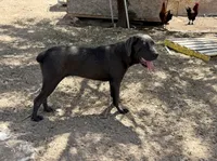 Cindy, a female Cane Corso for sale in Tonopah, AZ – Photo 1 of 2