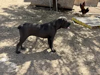 Cindy, a female Cane Corso for sale in Tonopah, AZ – Photo 2 of 2