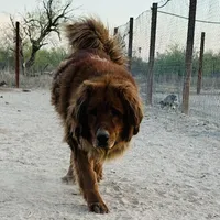 Tesla, a female Tibetan Mastiff for sale in Tonopah, AZ – Photo 2 of 3