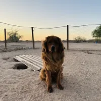Tesla, a female Tibetan Mastiff for sale in Tonopah, AZ – Photo 3 of 3