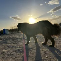Tesla, a female Tibetan Mastiff for sale in Tonopah, AZ – Photo 1 of 3