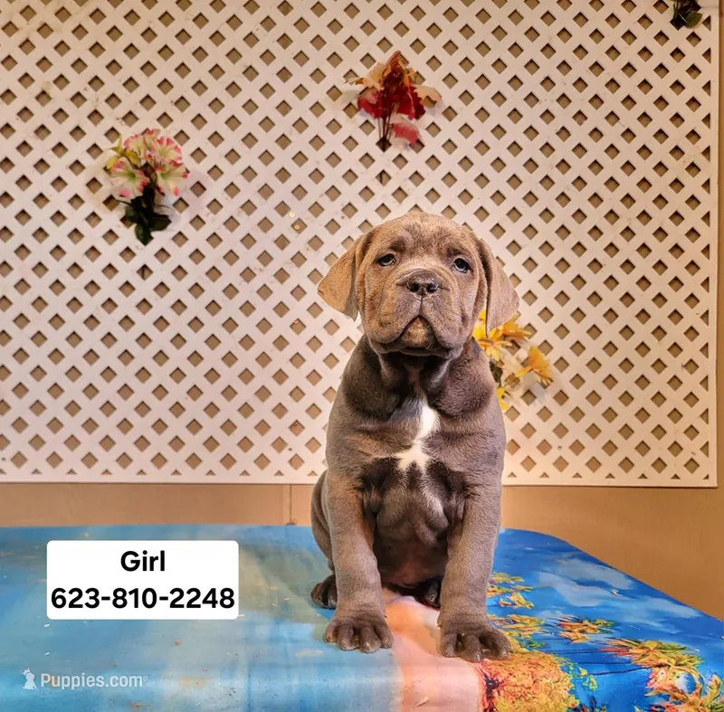 Jenny – Cane Corso puppy for sale in Tonopah, AZ