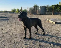 Diesel , a male Cane Corso for sale in Tonopah, AZ – Photo 4 of 4