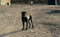 Diesel , a male Cane Corso for sale in Tonopah, AZ – Photo 2 of 4