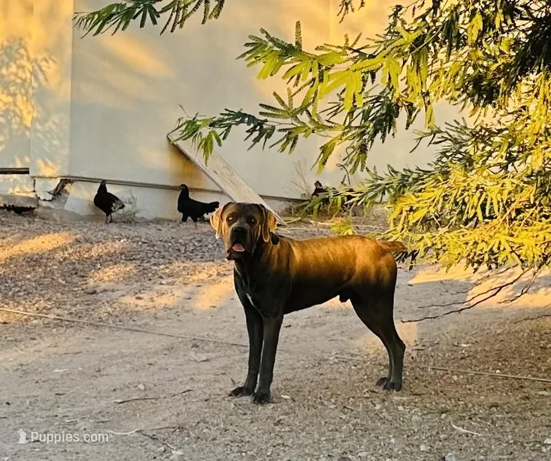 Diesel  – Cane Corso puppy for sale in Tonopah, AZ