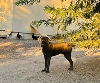 Diesel , a male Cane Corso for sale in Tonopah, AZ – Photo 1 of 4