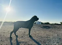 Diesel , a male Cane Corso for sale in Tonopah, AZ – Photo 3 of 4
