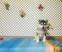 processed/9efe0207-19fc-4ccd-ad9a-3a2bbb49132e/listing/f77dd94d-9444-4d41-a9ad-86fc49ddf19d/a2c1dea4-7841-48f4-adda-46c6711c1871