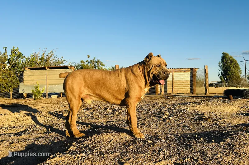 Crypto  – Cane Corso puppy for sale in Tonopah, AZ