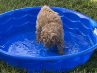 Chunk , a female Goldendoodle and Poodle - Miniature  for sale in Suffolk, VA – 3 of 10