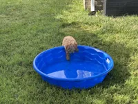 Chunk , a female Goldendoodle and Poodle - Miniature  for sale in Suffolk, VA – 10 of 10