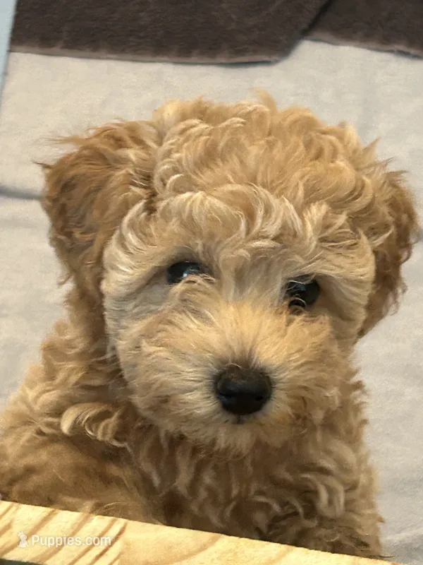Chunk  – Goldendoodle, Poodle - Miniature  puppy for sale in Suffolk, VA