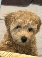 Chunk , a female Goldendoodle and Poodle - Miniature  for sale in Suffolk, VA – 1 of 10