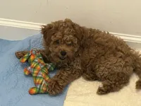 Tan, a male Goldendoodle for sale in Suffolk, VA – 1 of 9