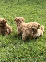 Chunk , a female Goldendoodle and Poodle - Miniature  for sale in Suffolk, VA – 4 of 10