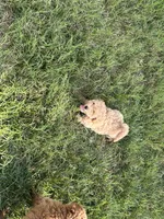 Chunk , a female Goldendoodle and Poodle - Miniature  for sale in Suffolk, VA – 8 of 10