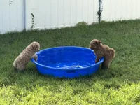 Tan, a male Goldendoodle for sale in Suffolk, VA – 9 of 9