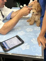 Gracie , a female Goldendoodle for sale in Suffolk, VA – 8 of 8