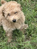 Chunk , a female Goldendoodle and Poodle - Miniature  for sale in Suffolk, VA – 6 of 10