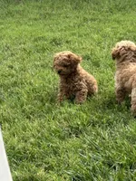 Tan, a male Goldendoodle for sale in Suffolk, VA – 3 of 9