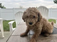 Gracie , a female Goldendoodle and Poodle - Miniature  for sale in Suffolk, VA – 5 of 9