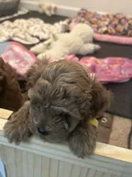 Tan, a male Goldendoodle for sale in Suffolk, VA – 8 of 9