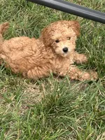 Gracie , a female Goldendoodle and Poodle - Miniature  for sale in Suffolk, VA – 6 of 9