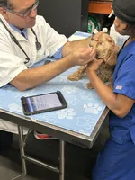 Chunk , a male Goldendoodle for sale in Suffolk, VA – 9 of 9