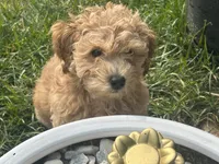 Gracie , a female Goldendoodle and Poodle - Miniature  for sale in Suffolk, VA – 7 of 9