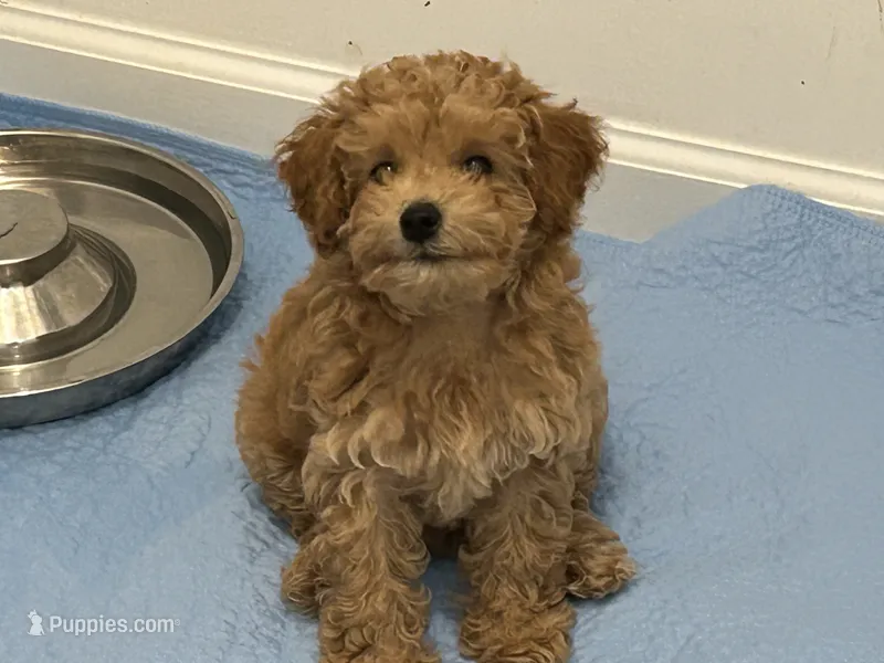 Gracie  – Goldendoodle, Poodle - Miniature  puppy for sale in Suffolk, VA
