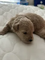 Chunk , a female Goldendoodle and Poodle - Miniature  for sale in Suffolk, VA – 2 of 10