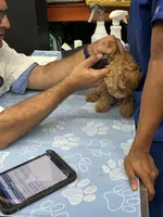 Tan, a male Goldendoodle for sale in Suffolk, VA – 4 of 9