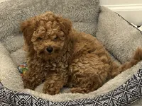 Tan, a male Goldendoodle for sale in Suffolk, VA – 6 of 9