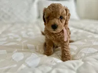 Gracie , a female Goldendoodle and Poodle - Miniature  for sale in Suffolk, VA – 3 of 9