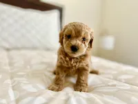 Tan, a male Goldendoodle for sale in Suffolk, VA – 2 of 9