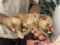 Chunk , a female Goldendoodle and Poodle - Miniature  for sale in Suffolk, VA – 7 of 10